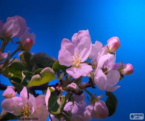 yapboz Elma ağacı çiçek